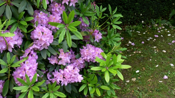 Bois des Moutiers (4) Juin 2012